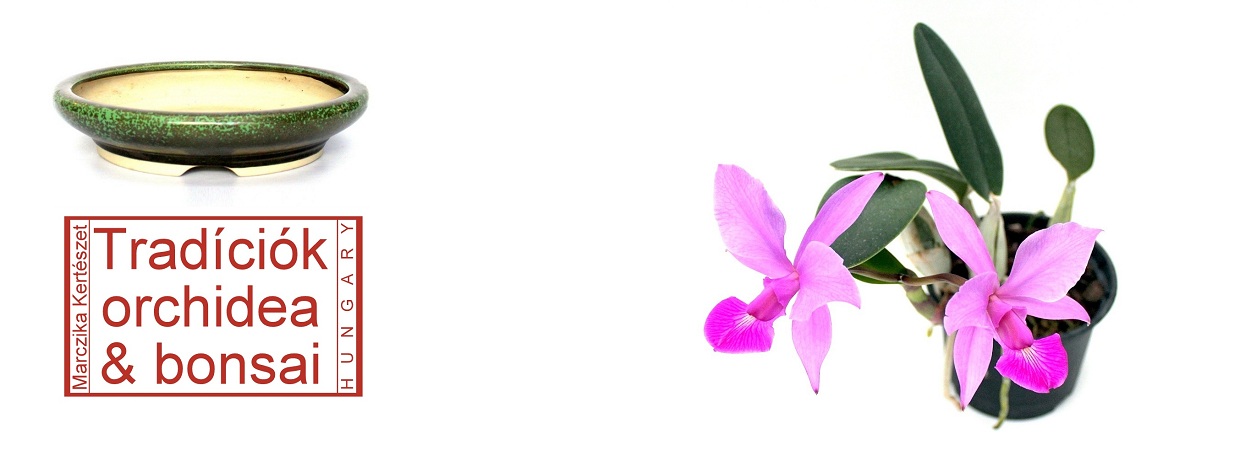 tradiciok orchidea es bonsai temaju cikk a japan orchideabonsaiokrol